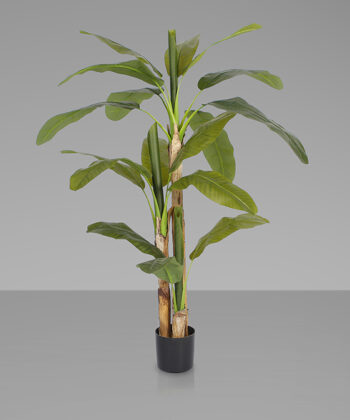 Planta Plantanera