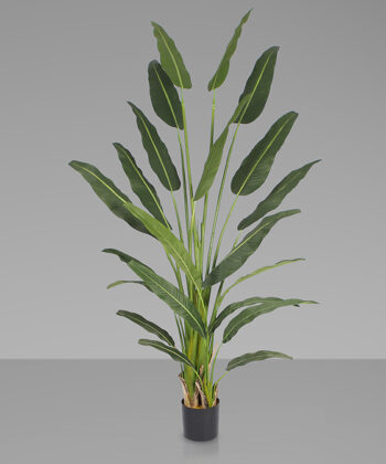 Planta Palma Viarejo