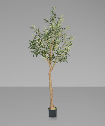 Planta Olivo