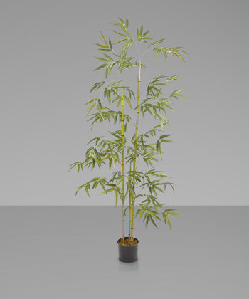 Planta Bambu